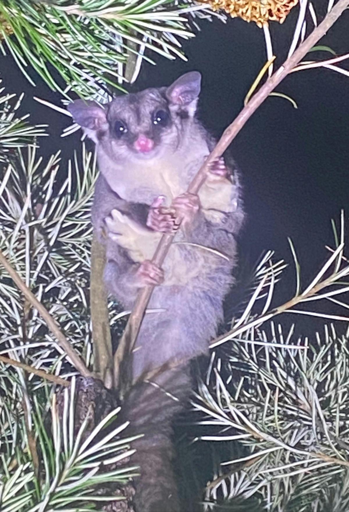 Native Endangered Sugar Glider