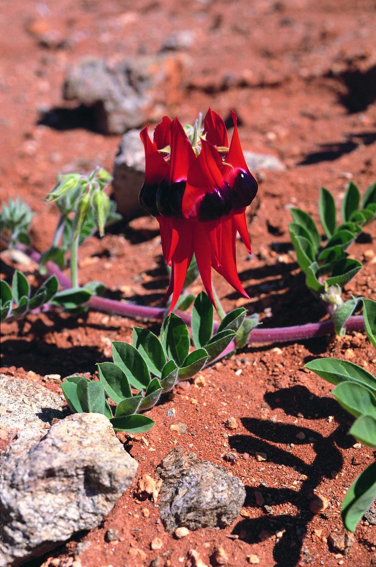 Sturt Desert Pea