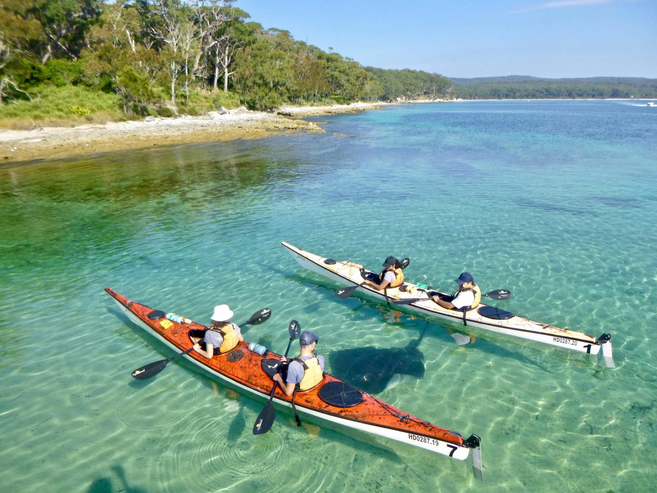 Sting rays often seen while on sea kayaking tours in Jervis Bay