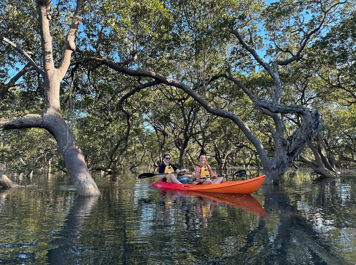 Kayaking through mangrove trees