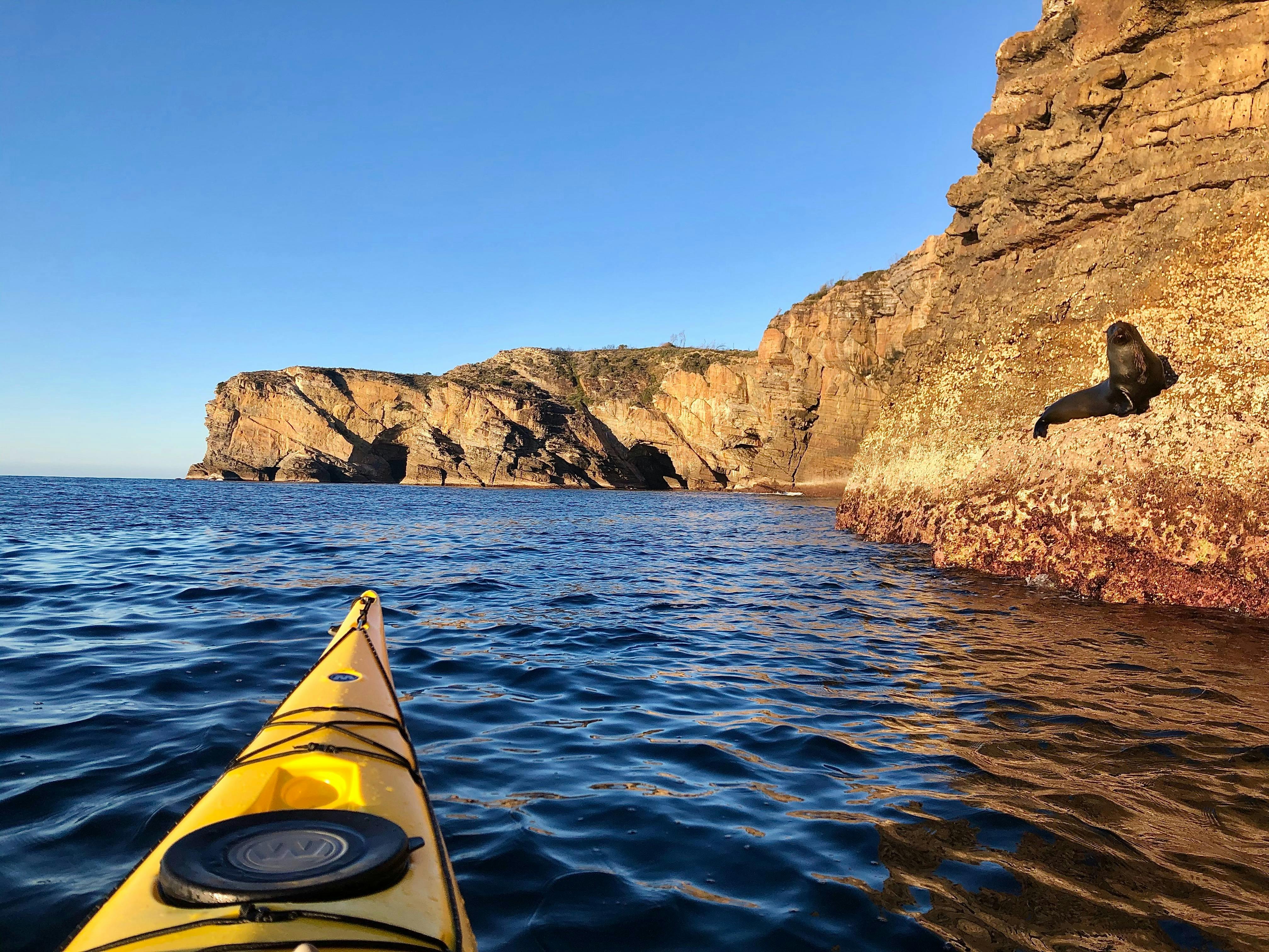 Fur seal on the cliffs of Jervis Bay