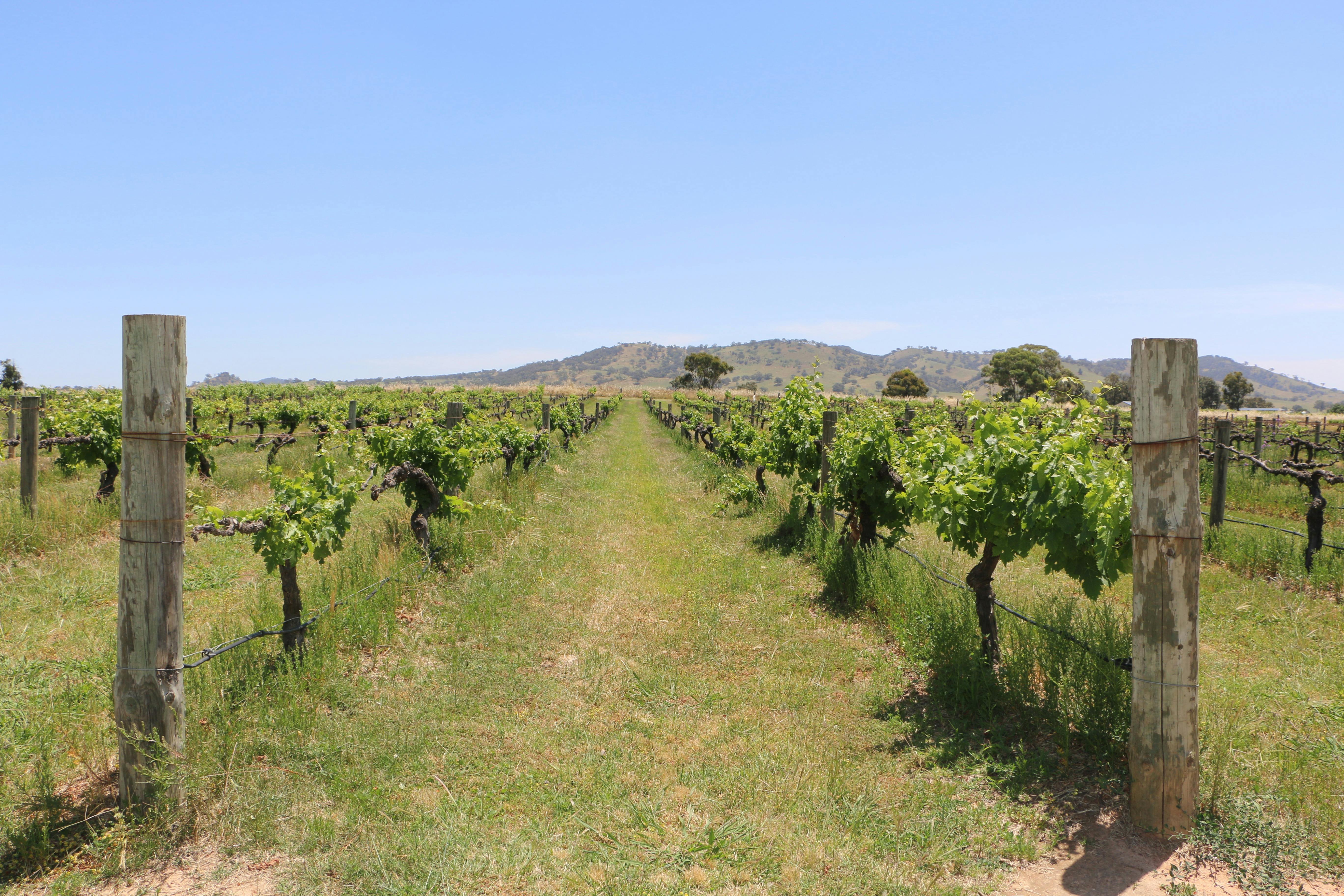 Shiraz Tours Orange wine tours