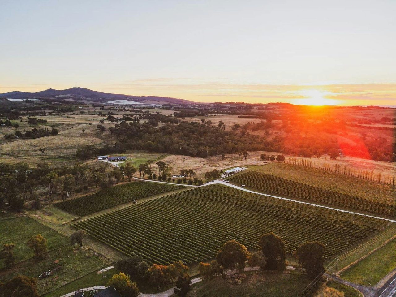Swinging Bridge Hill Park Vineyard