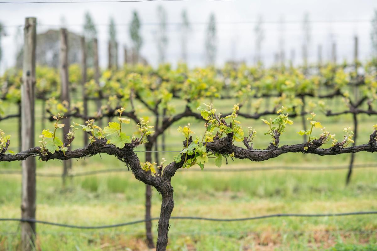 Explore with Swinging Bridge