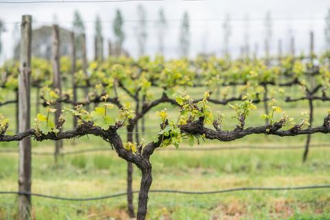 Indulge with Swinging Bridge