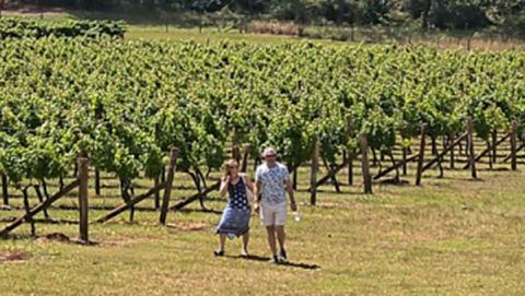 Lost in a day in the vines