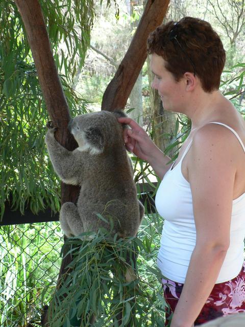 Australian Reptile Park