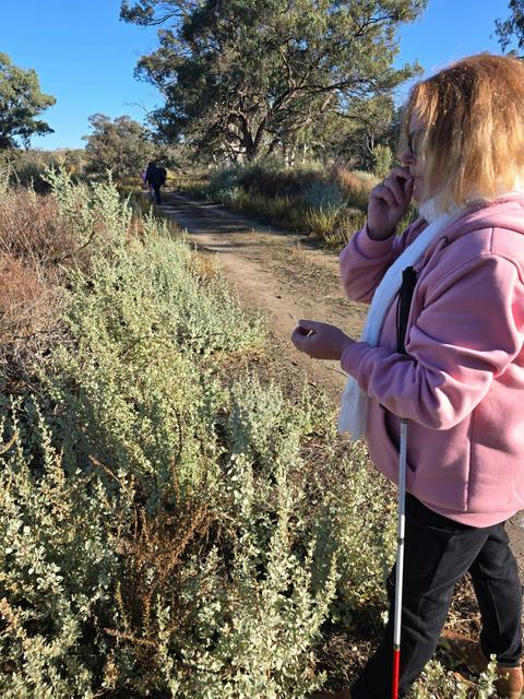 Blind cane user on a bush tcker walk smelling the salt bush.