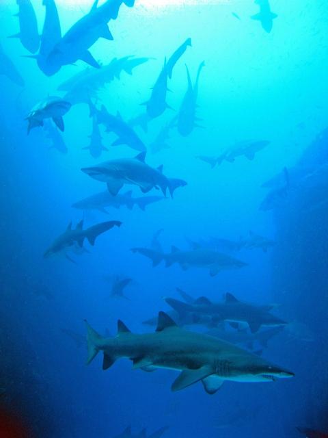 South West Rocks Dive Centre