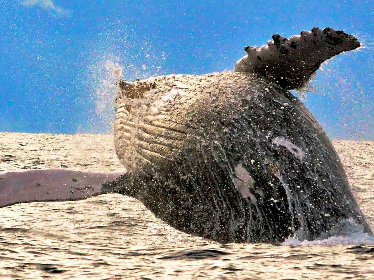 The majestic Humpback Whale