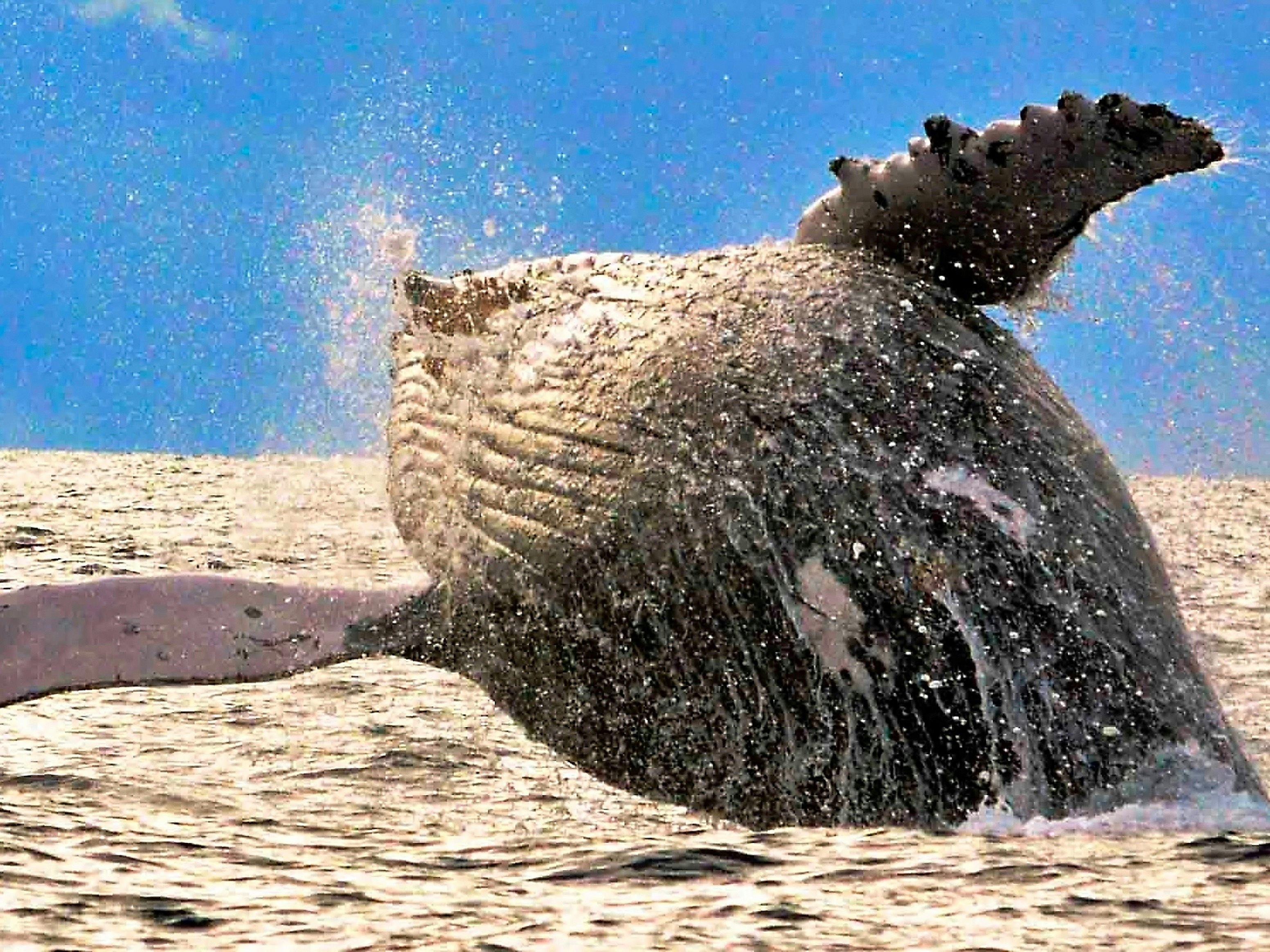 The majestic Humpback Whale