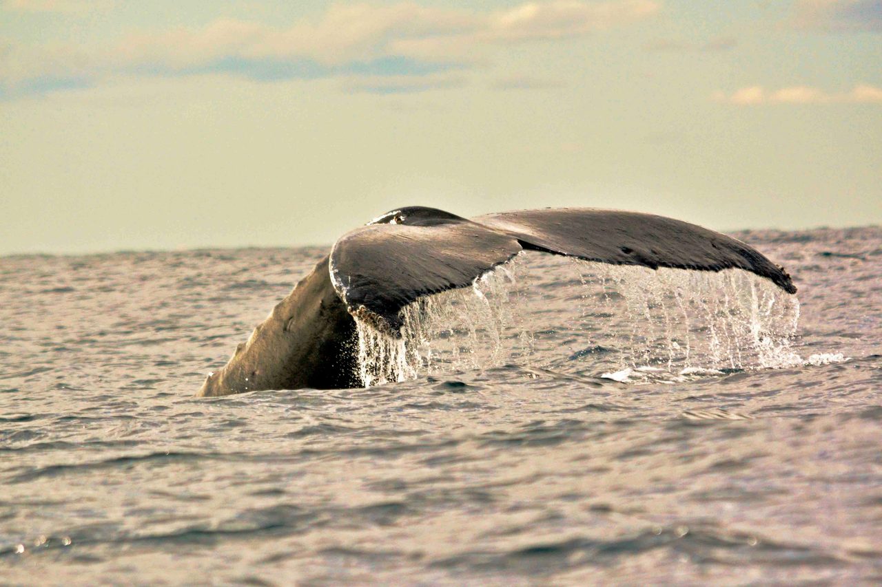Get up close to these amazing mammals