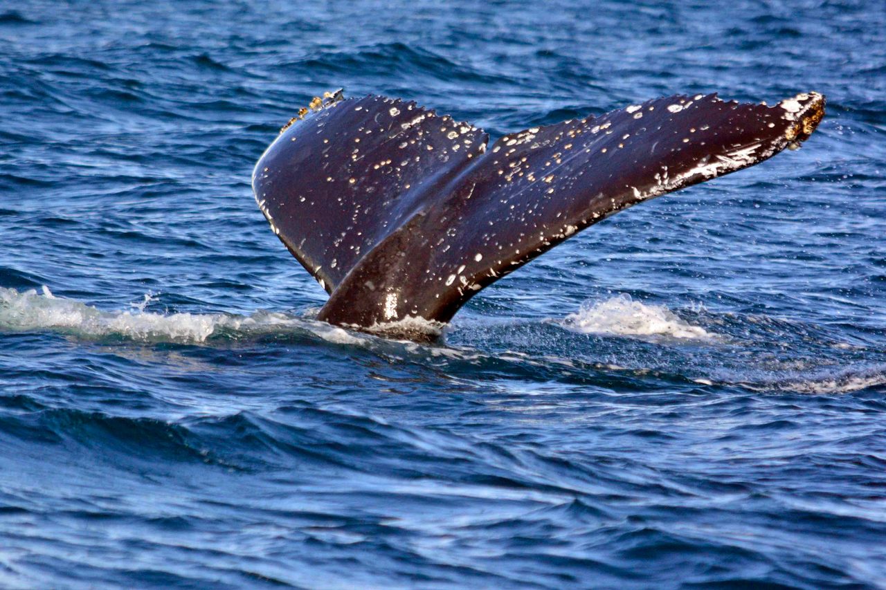 Yamba Whale Watch