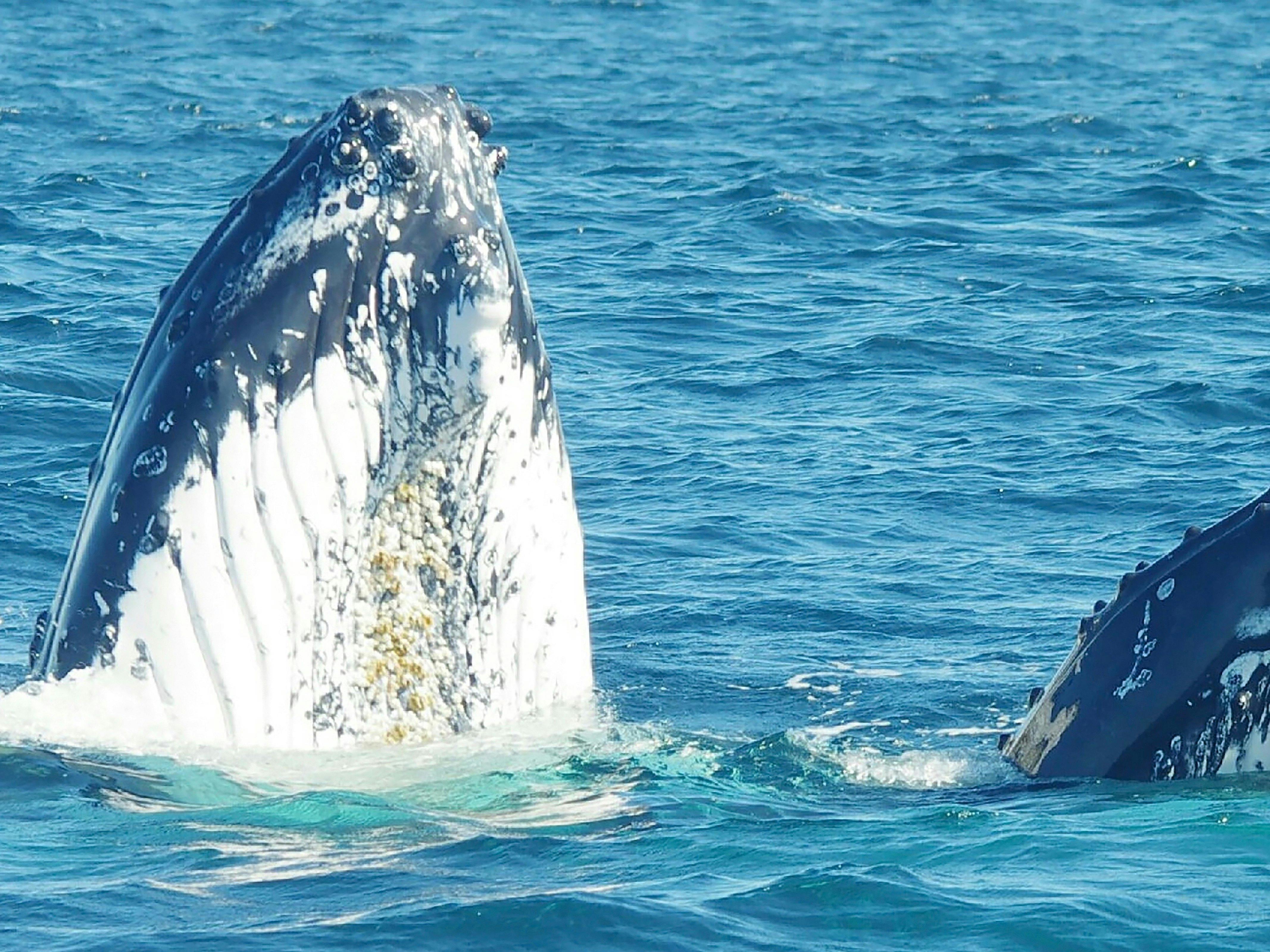 Yamba Whale Watch