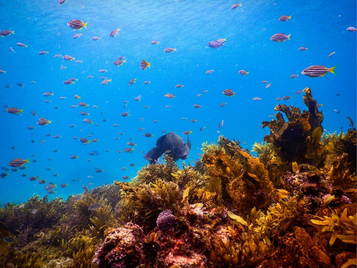A blue groper moves through the reef as a large school of fish swirls around it