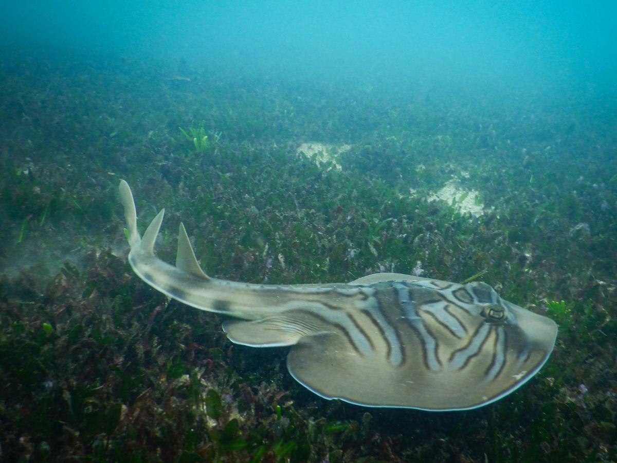 A banjo ray blends into the seagrass-covered seafloor, spotted by snorkellers near the reef