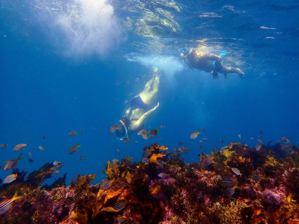 A snorkeller dives for a closer look at the reef and fish, while another watches from the surface