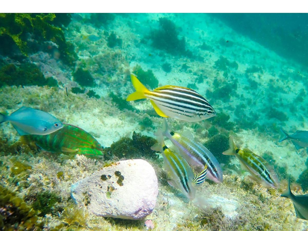 Mado, goatfish and silver sweep swim together near a family snorkelling on a tour