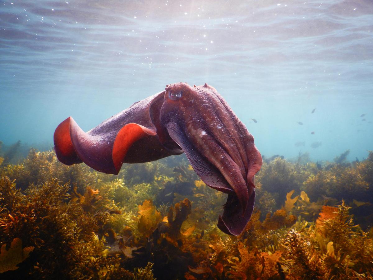 Giant cuttlefish
