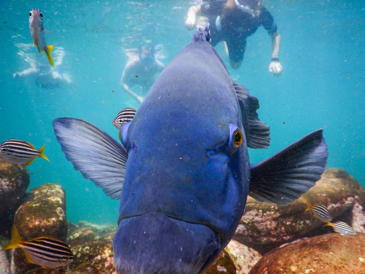 A friendly blue groper swims through a school of Mado fish as a group of snorkellers watches them