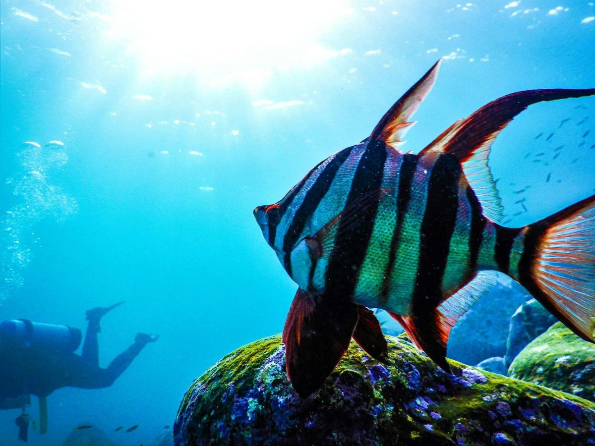 An old wife swims toward the light above, captured from a snorkeller’s view beneath the surface