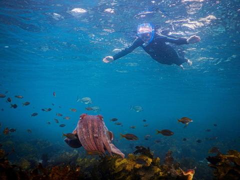 A snorkeller floats above a cuttlefish and a school of fish gliding across the reef