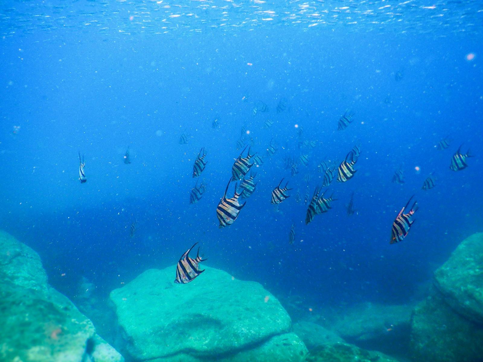 Snorkeler sees a school of 'Old Wife' fish dive