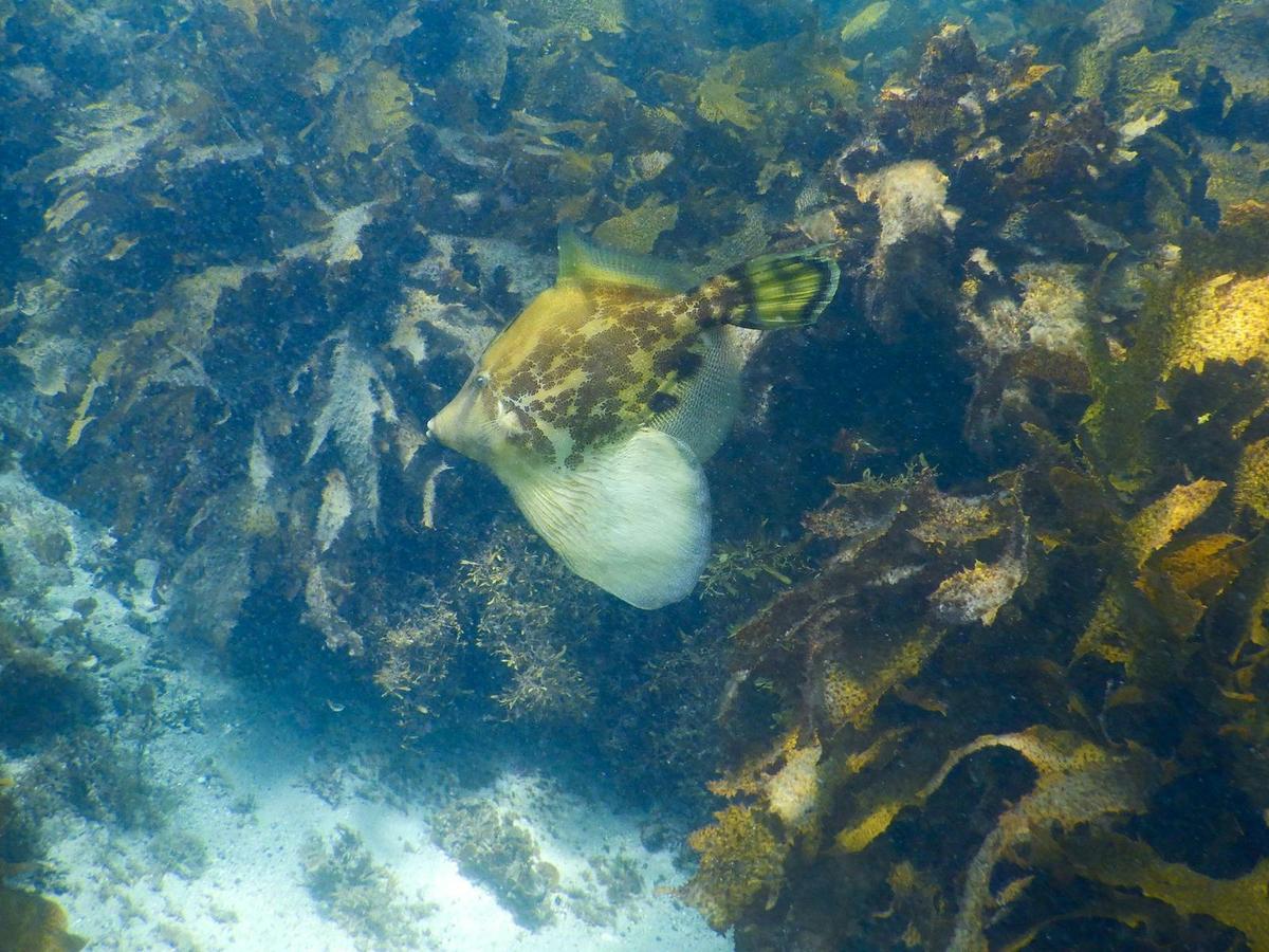 A snorkeller on a private tour spots a fanbelly leatherjacket cruising near the shallow reef