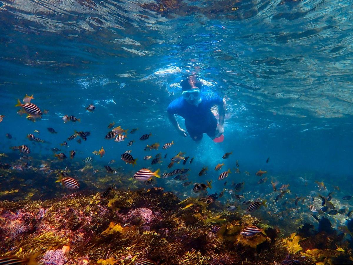 A snorkeller floats above the vibrant reef, watching schools of fish move through the clear water