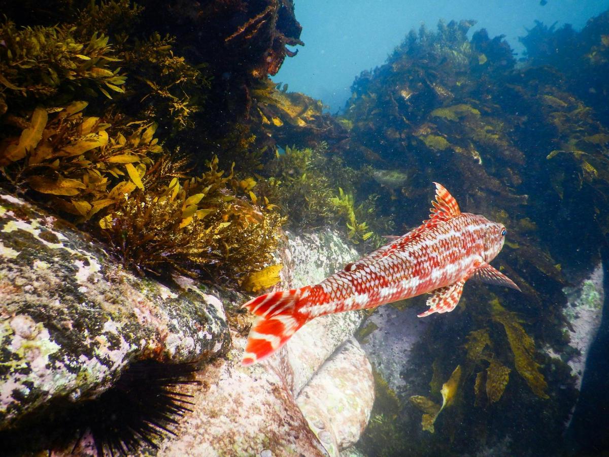 A red sergeant baker glides calmly, captured from the snorkeller’s point of view underwater
