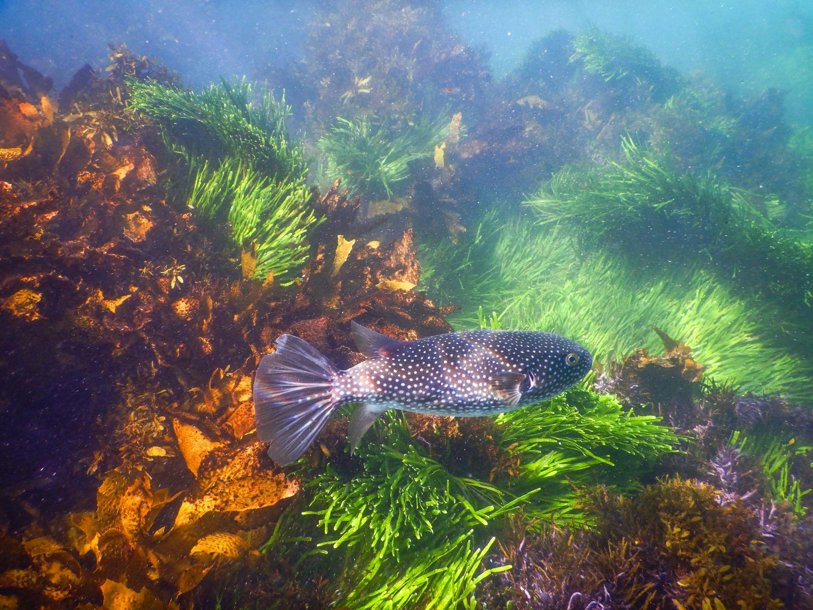A colourful Starry Toadfish seen while snorkeling in Sydney