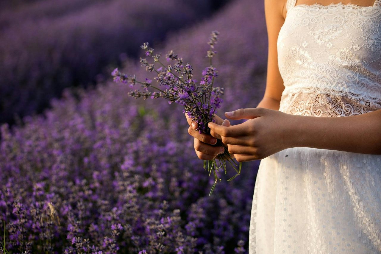 Lavender Farm