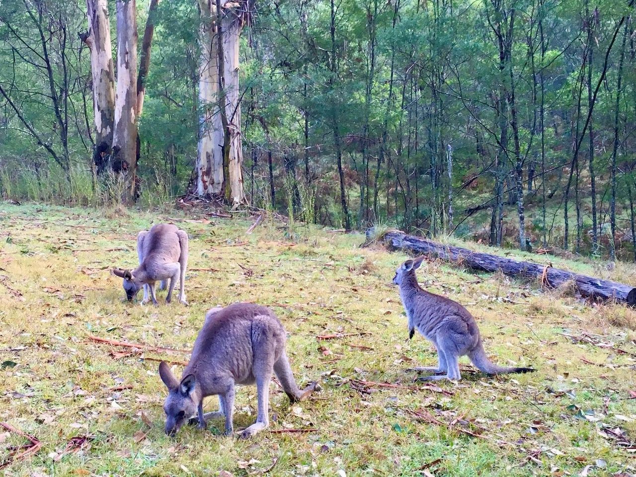 Find wildlife on a number of our tours