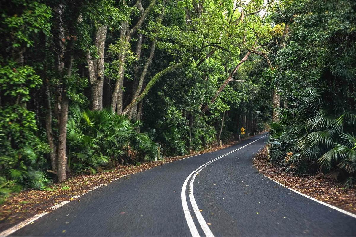 Drive through the lush rainforest of the Royal National Park