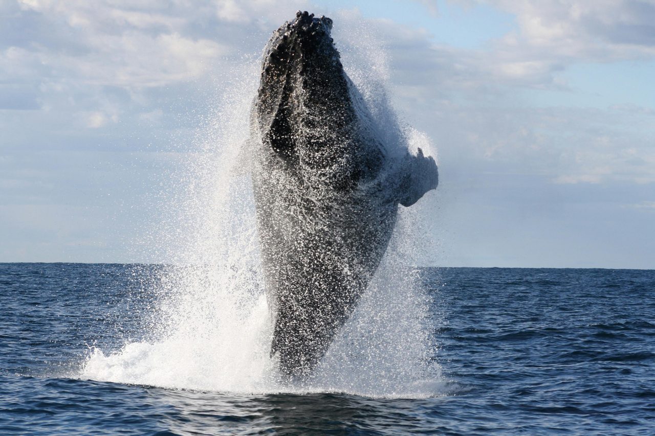 Whale watching Terrigal