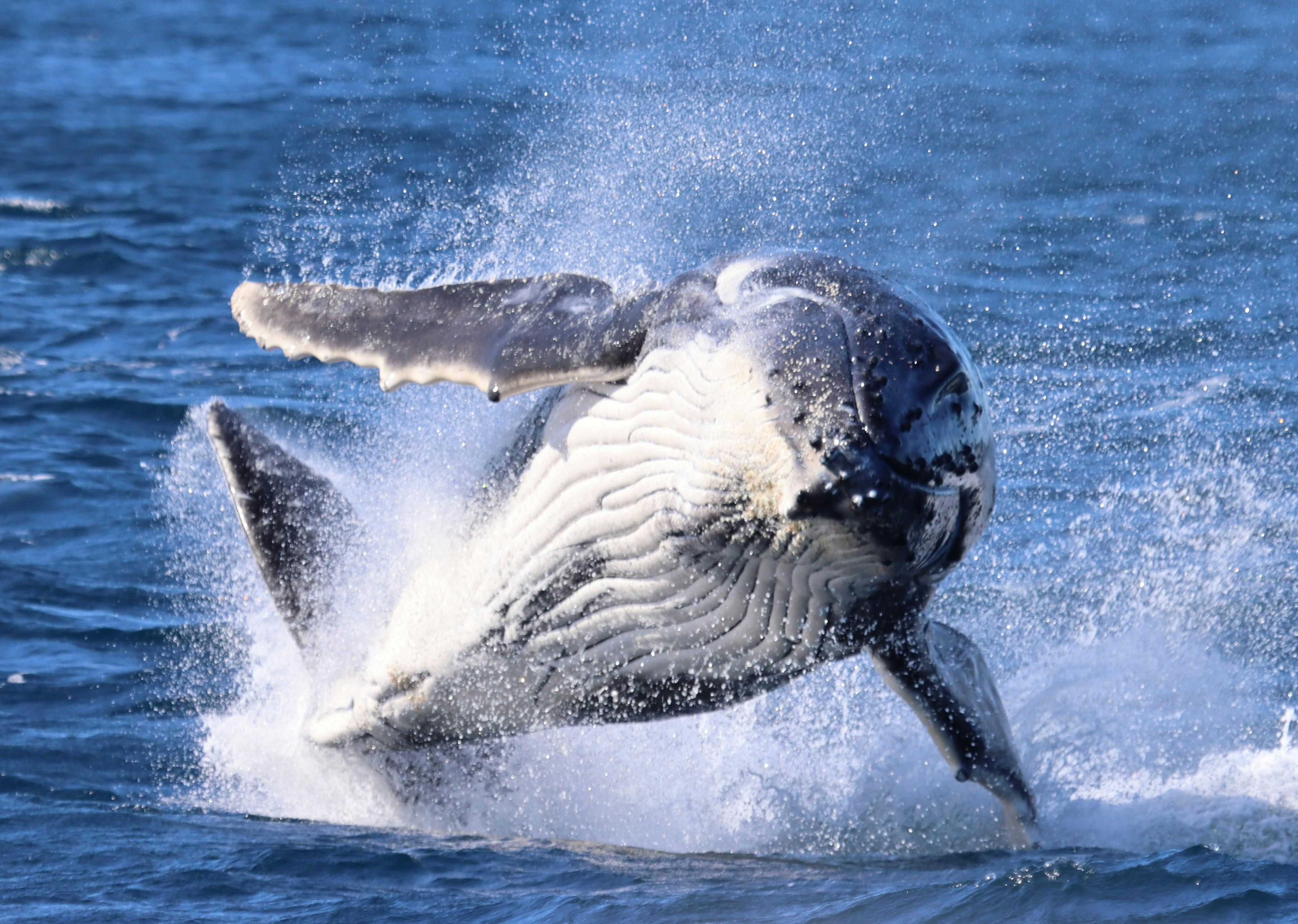 Whale Watching at Terrigal