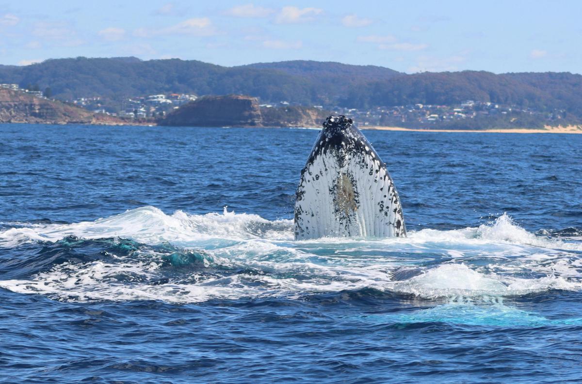 whale watching central coast