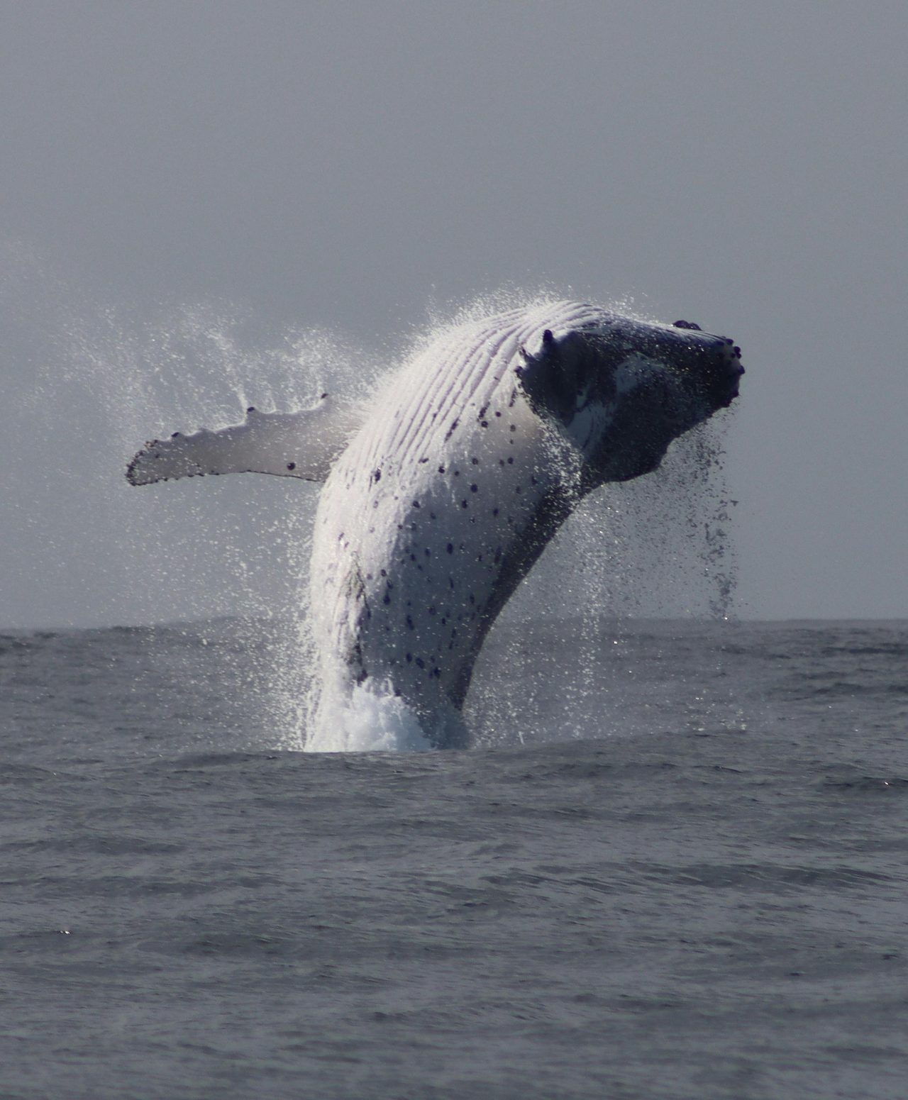 whale watching at Terrigal