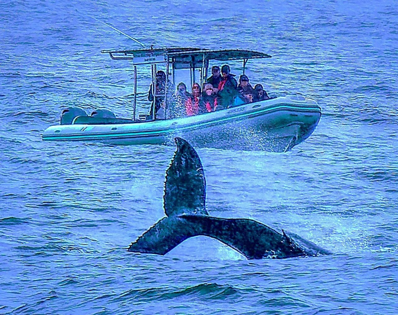 Whale watching at Terrigal
