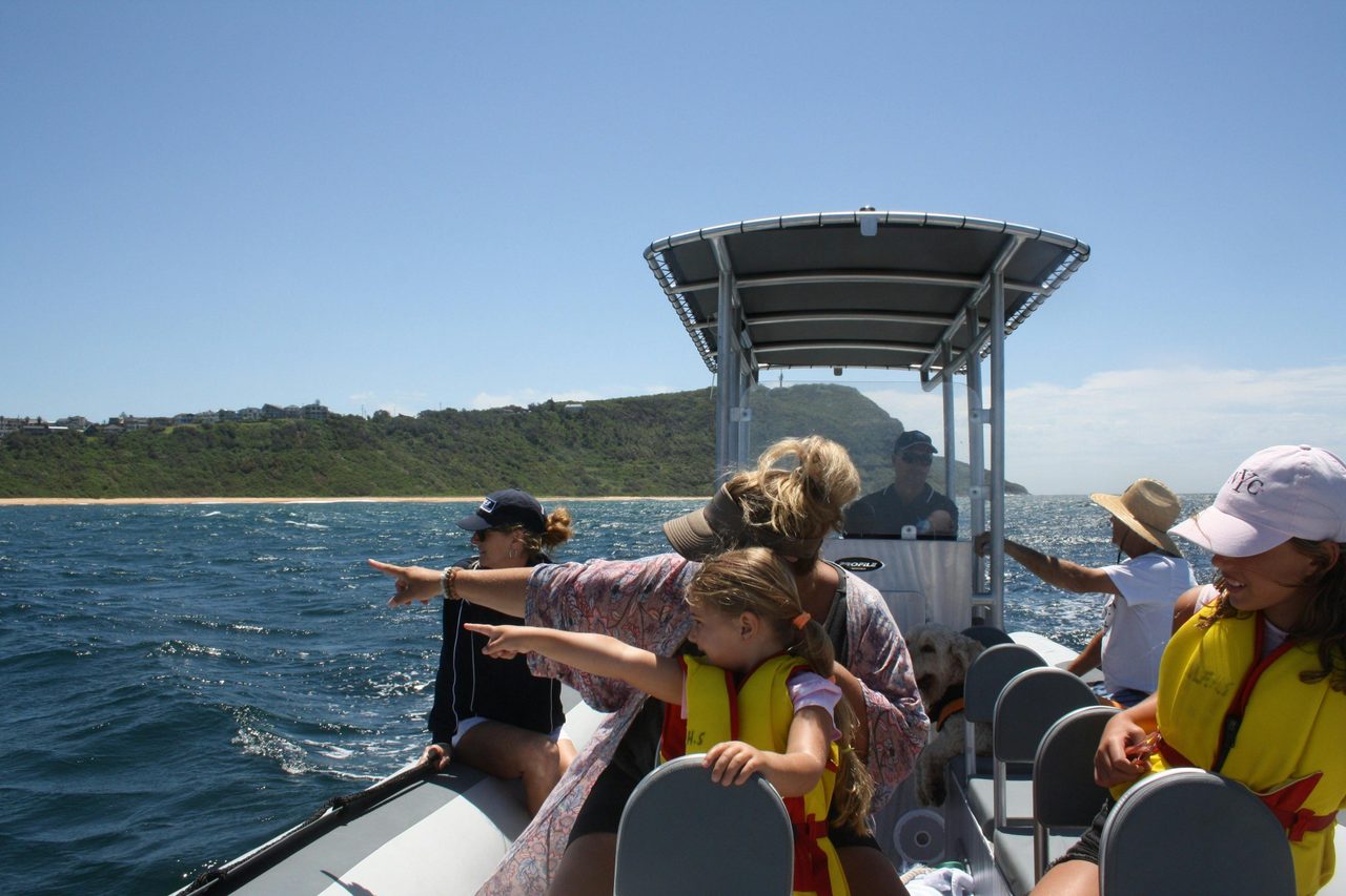 whale watching Terrigal NSW Central Coast