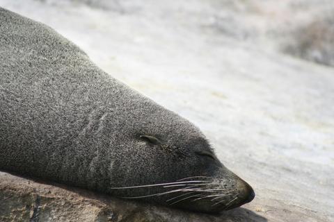 Terrigal Ocean Tours