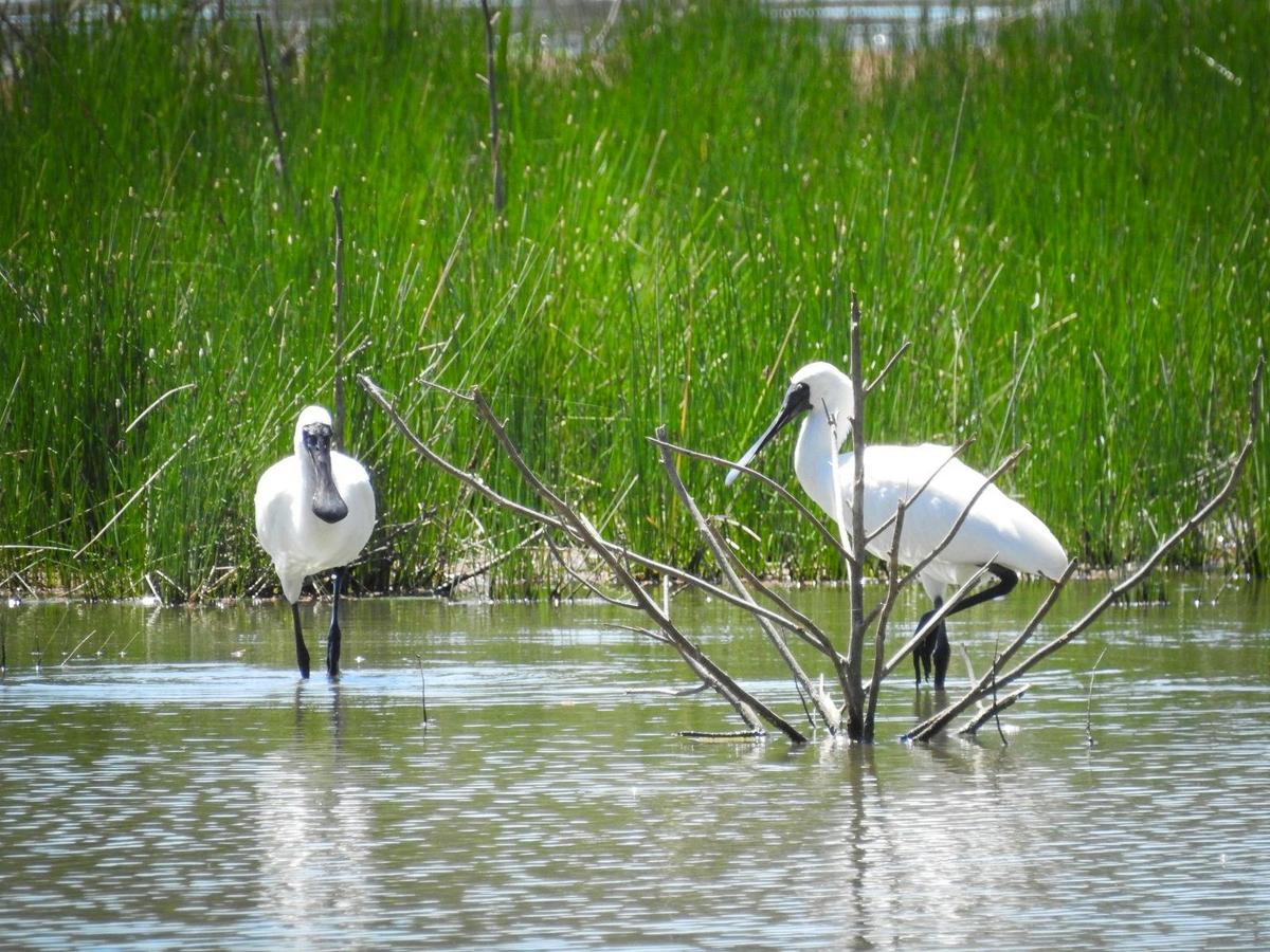 Royal Spoonbill