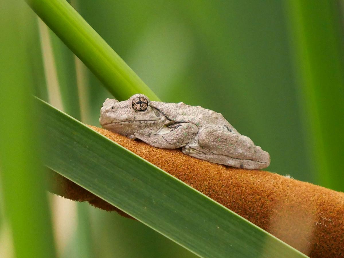 Peron's Tree Frog