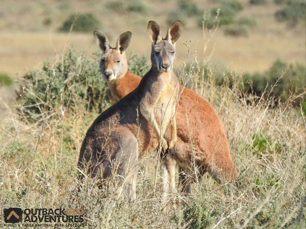 Red Kangaroos