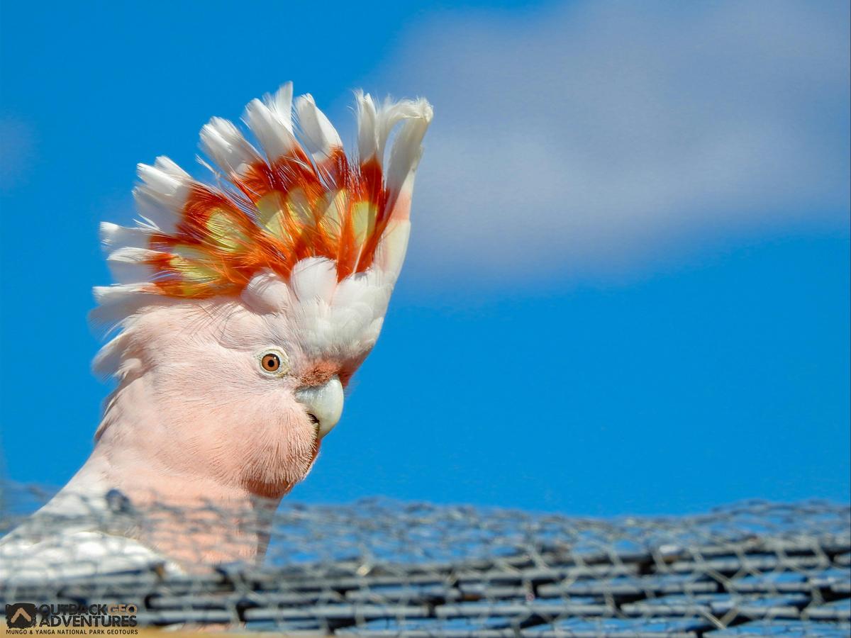 Major Mitchell's cockatoo - Mungo National Park