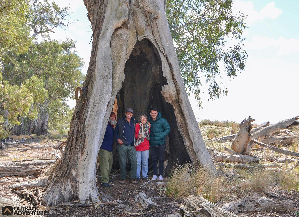 Yanga Teepee Tree