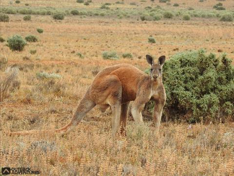 The Mighty Red Kangaroo (Male)