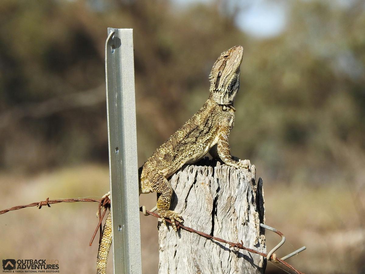 Bearded Dragon - Mungo National Park