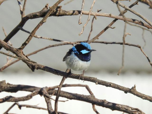 Superb Fairywren
