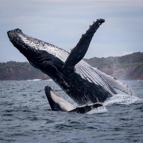 Mother and Calf double breach, Merimbula Bay